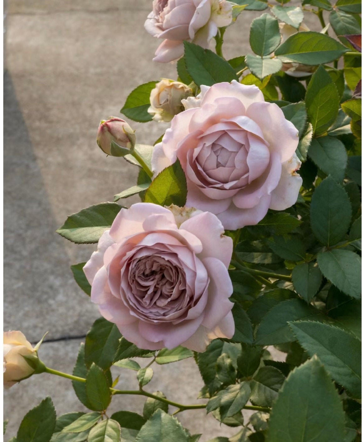 Rose“Charity Towa”今井清慈善 Japanese Rose Live Shrub Plant, 1 Gallon Ownroot