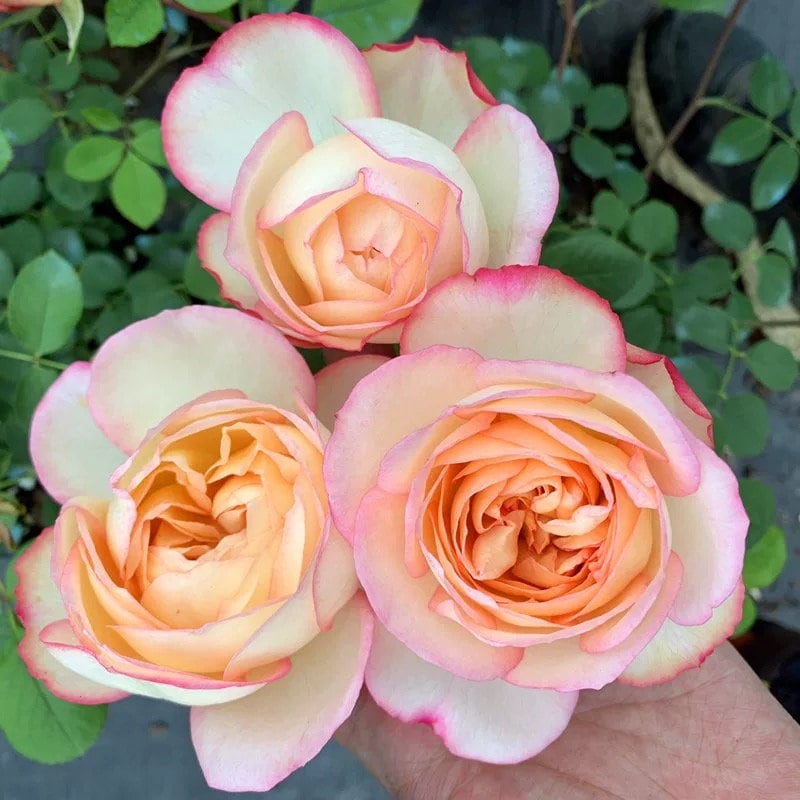 Rose “Yves Classical Perfume”伊芙古典香水 Japanese Rose Live Shrub Plant, 1 Gallon Ownroot