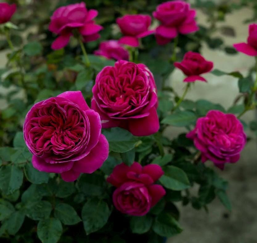 Rose “Yves Cantina”伊芙酒窖 カンティーナ Japanese Rose Strong fragrance Heat resistance Live Plant, 1 Gallon Ownroot