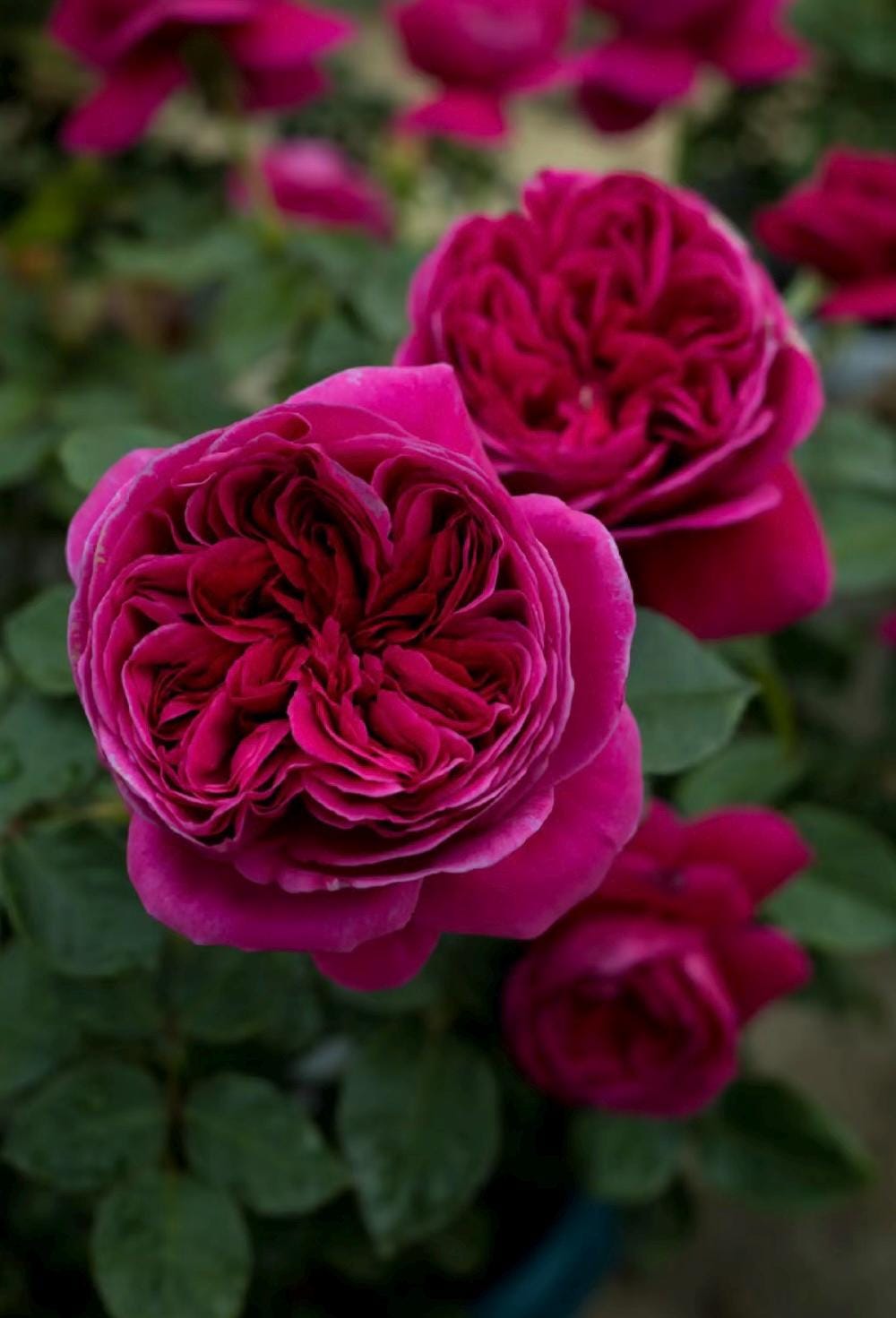 Rose “Yves Cantina”伊芙酒窖 カンティーナ Japanese Rose Strong fragrance Heat resistance Live Plant, 1 Gallon Ownroot