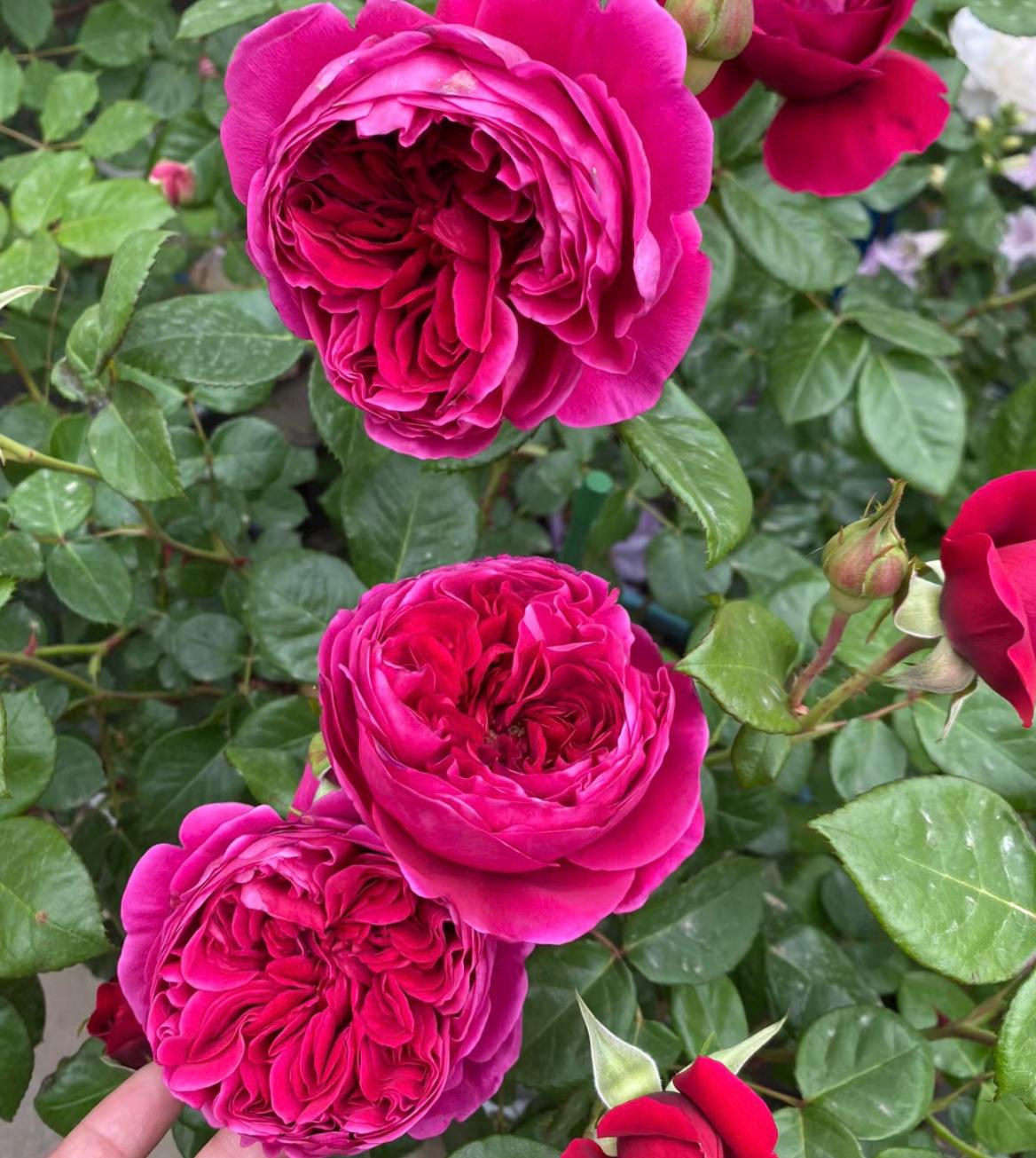 Rose “Yves Cantina”伊芙酒窖 カンティーナ Japanese Rose Strong fragrance Heat resistance Live Plant, 1 Gallon Ownroot