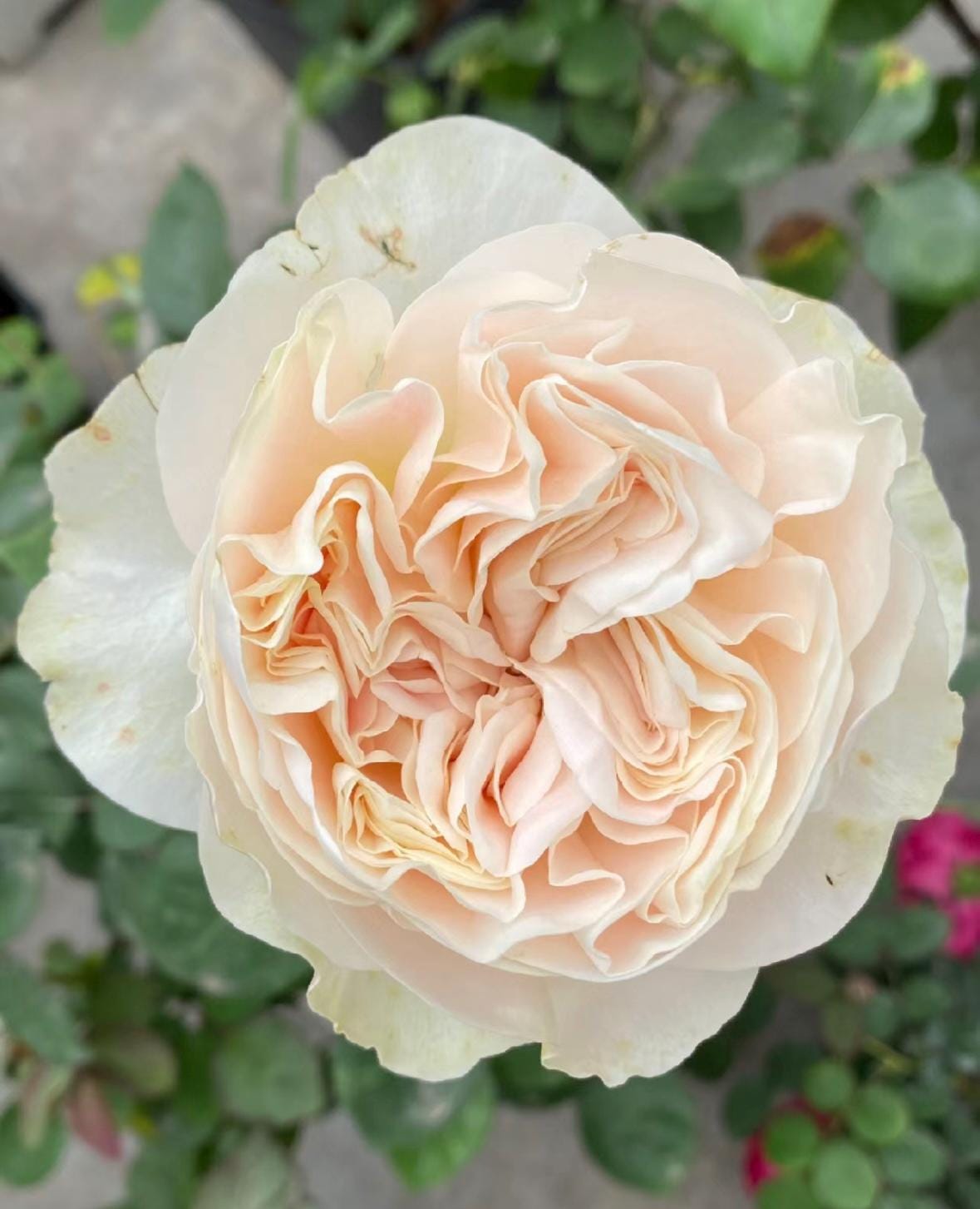 Rose “Chiffon”戚风/雪纺绸VIP Rose Live Plant, 1 Gallon Ownroot