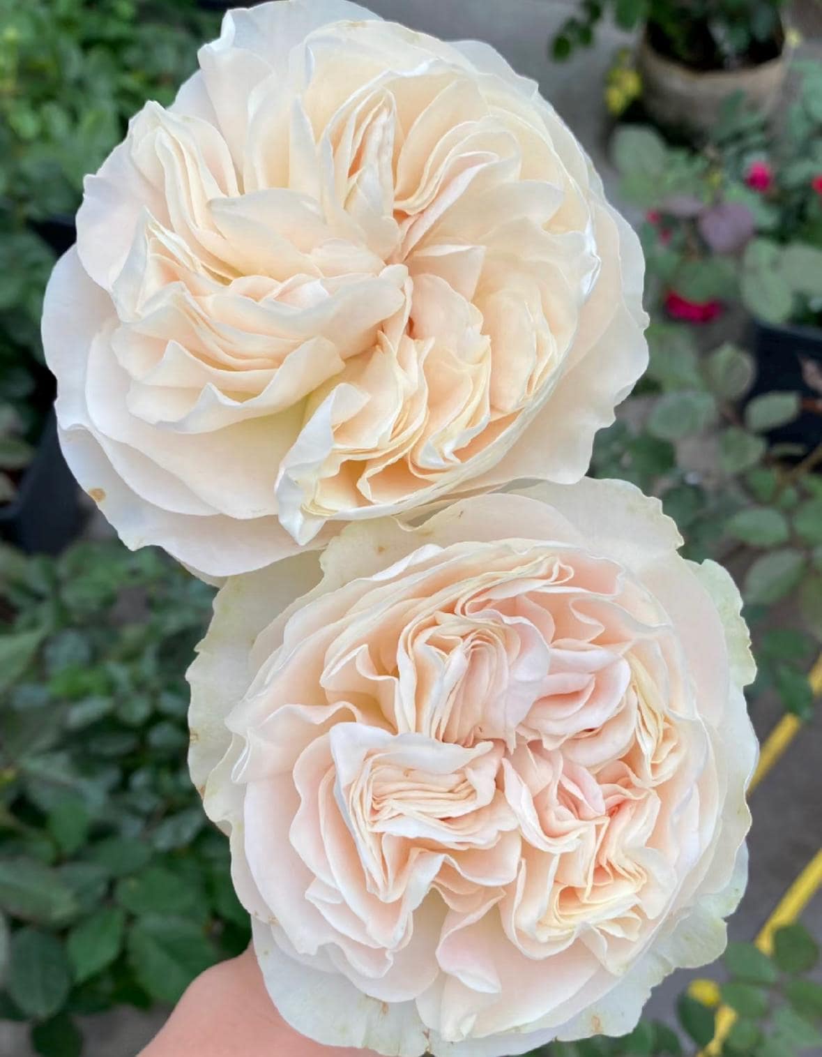 Rose “Chiffon”戚风/雪纺绸VIP Rose Live Plant, 1 Gallon Ownroot