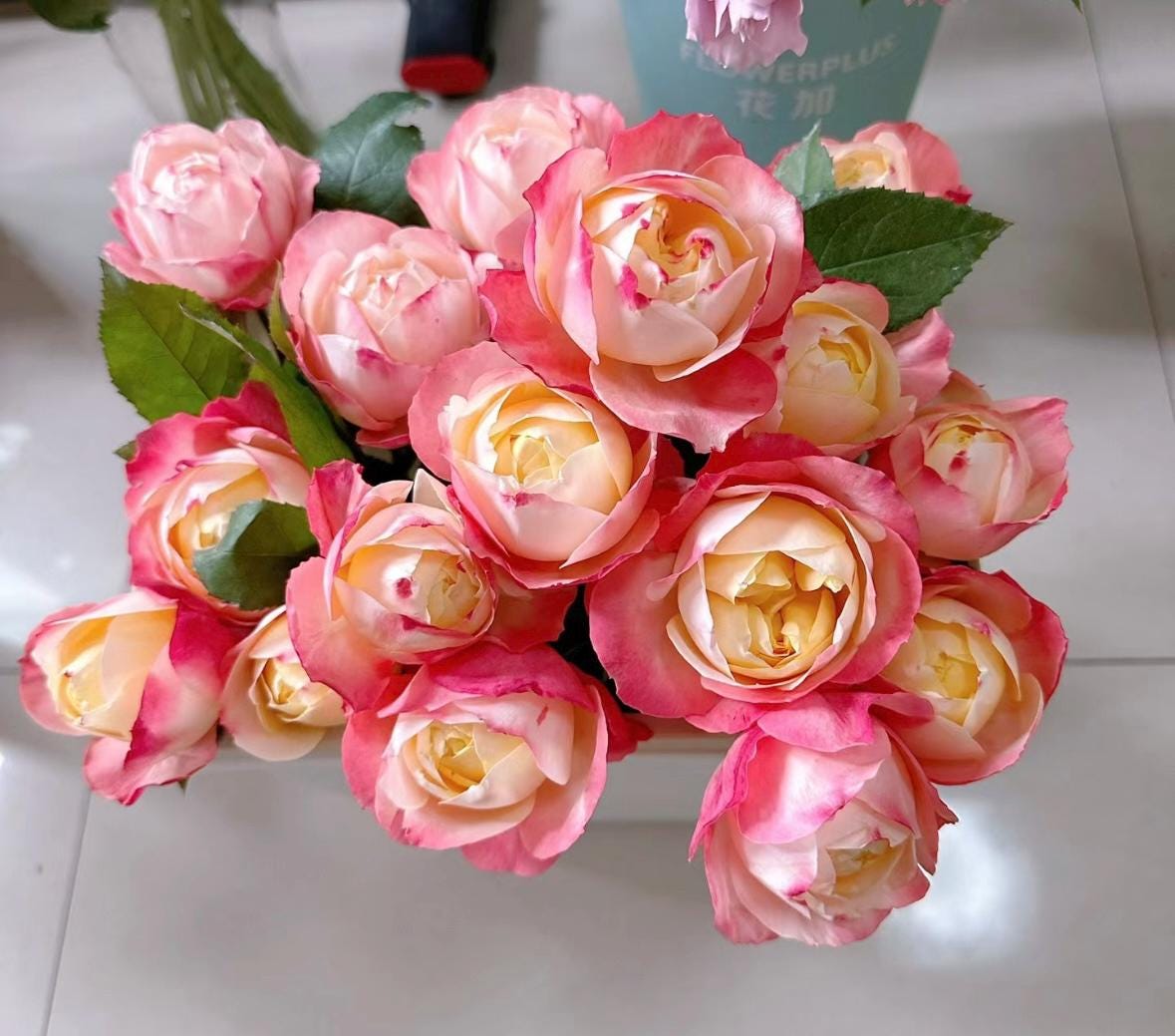 Rose “Chance Pom”苹果运气/苏琪公主 Japanese Rose Live Plant, 1 Gallon Ownroot