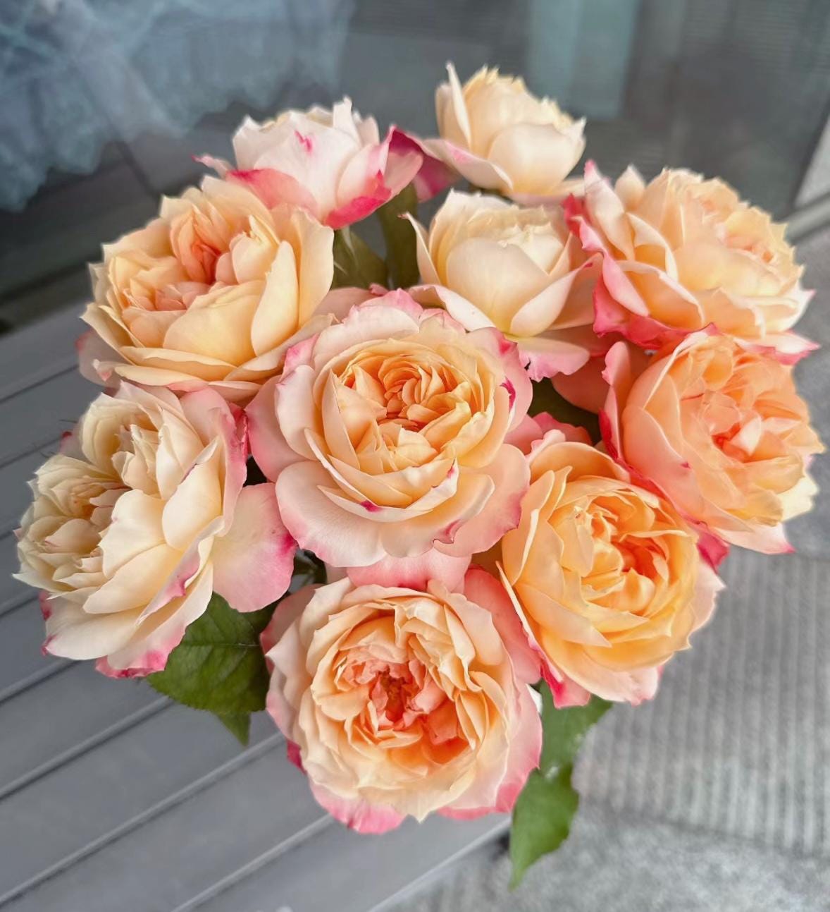 Rose “Chance Pom”苹果运气/苏琪公主 Japanese Rose Live Plant, 1 Gallon Ownroot