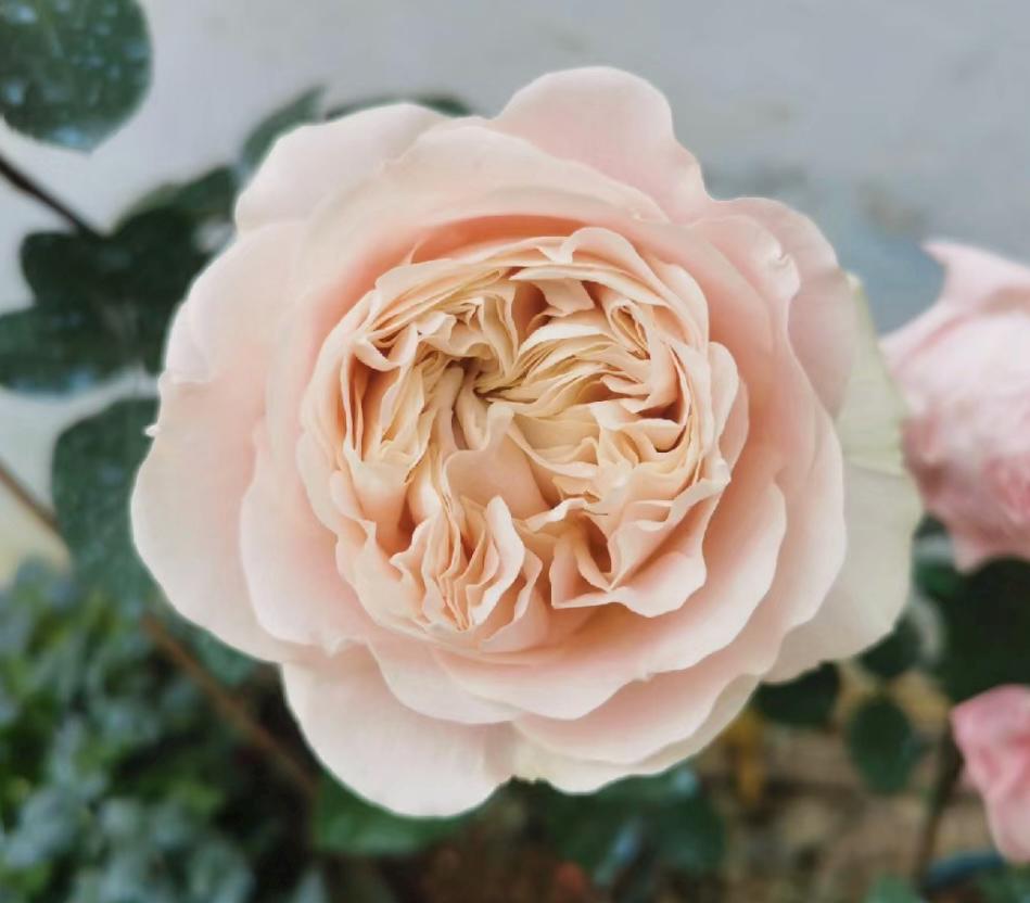 Rose “Chiffon”戚风/雪纺绸VIP Rose Live Plant, 1 Gallon Ownroot