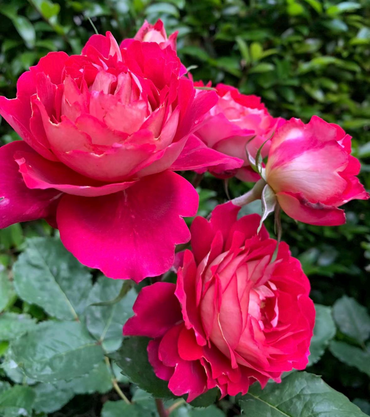 Rose“Dominique Massad”马萨德医生France Rose Strong Fragrance Live Shrub Plant, 1 Gallon