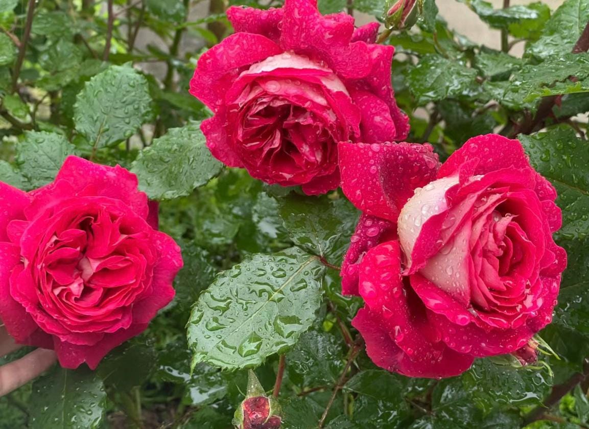 Rose“Dominique Massad”马萨德医生France Rose Strong Fragrance Live Shrub Plant, 1 Gallon