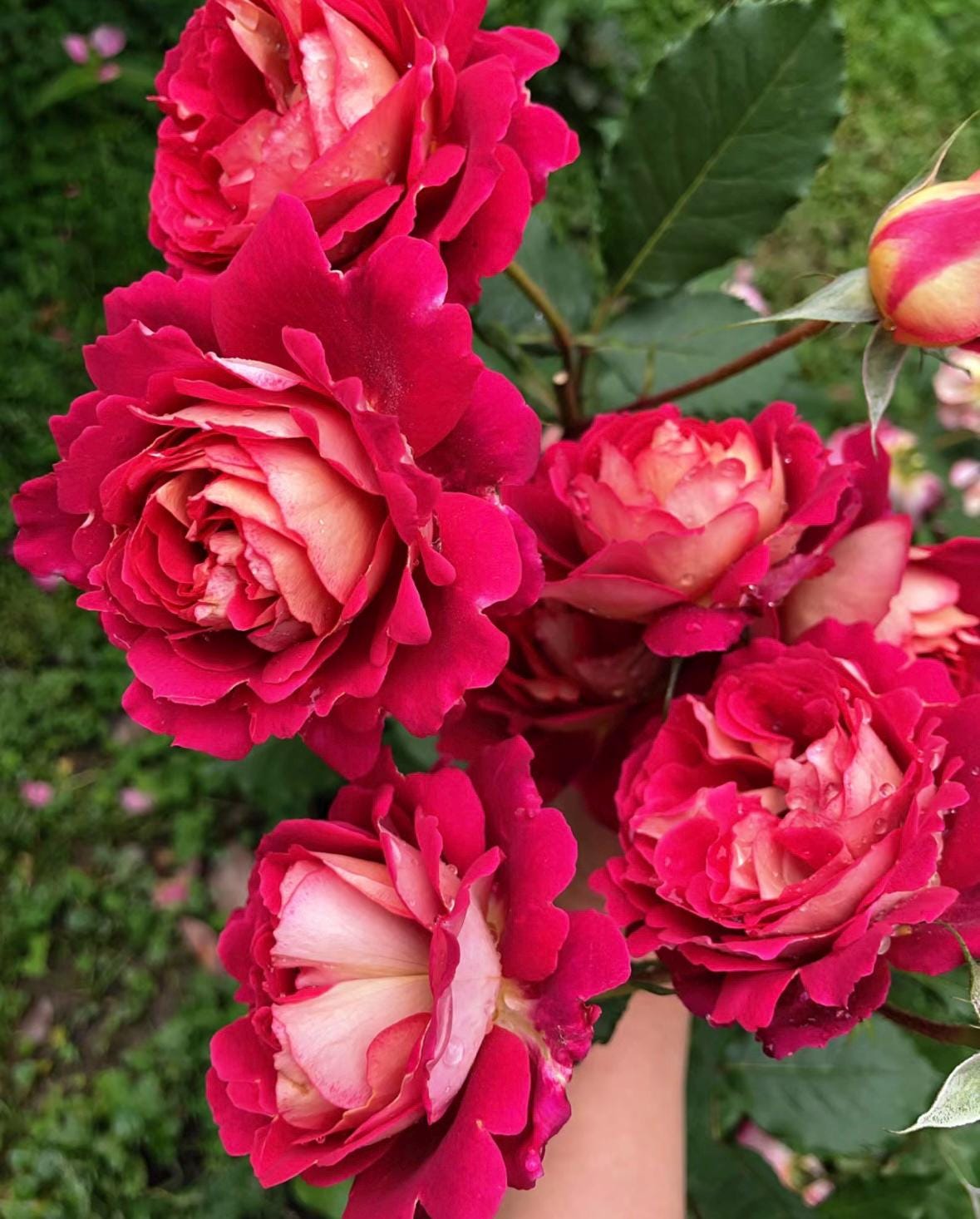 Rose“Dominique Massad”马萨德医生France Rose Strong Fragrance Live Shrub Plant, 1 Gallon