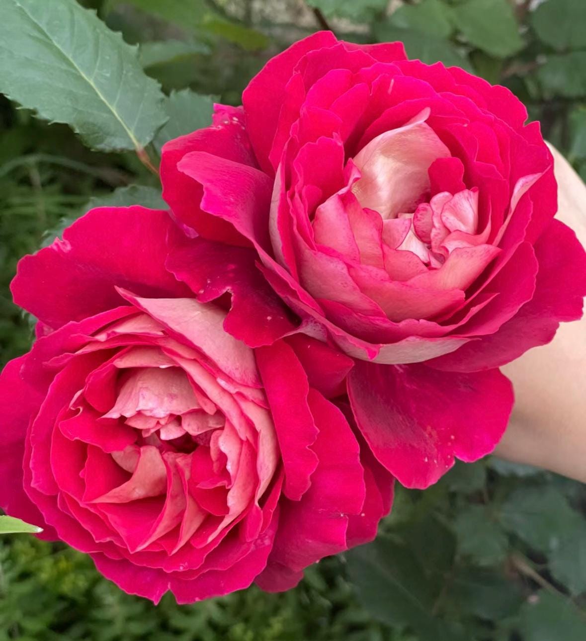 Rose“Dominique Massad”马萨德医生France Rose Strong Fragrance Live Shrub Plant, 1 Gallon