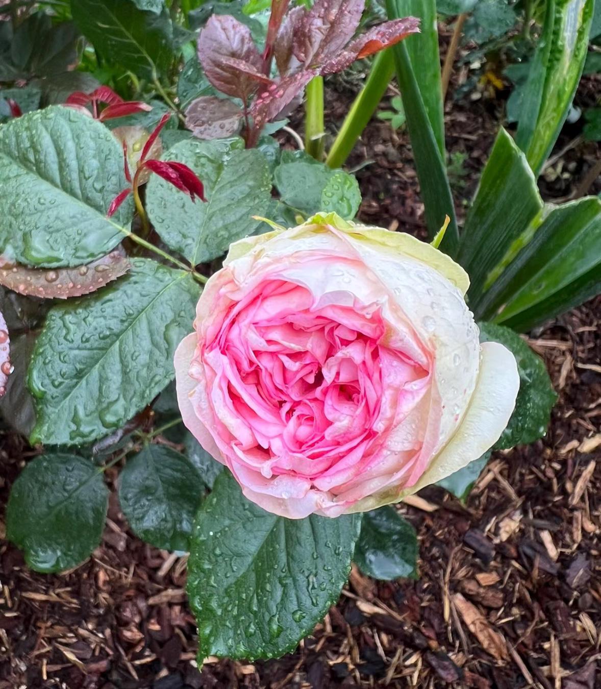 Pink Roses Cut Rose Live Plant Rare Color Shrub, 1 Gallon Ownroot