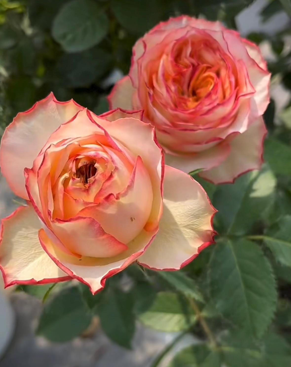 Rose “City Garden”城市花园Cut Roses Live Plant, 1 Gallon Ownroot