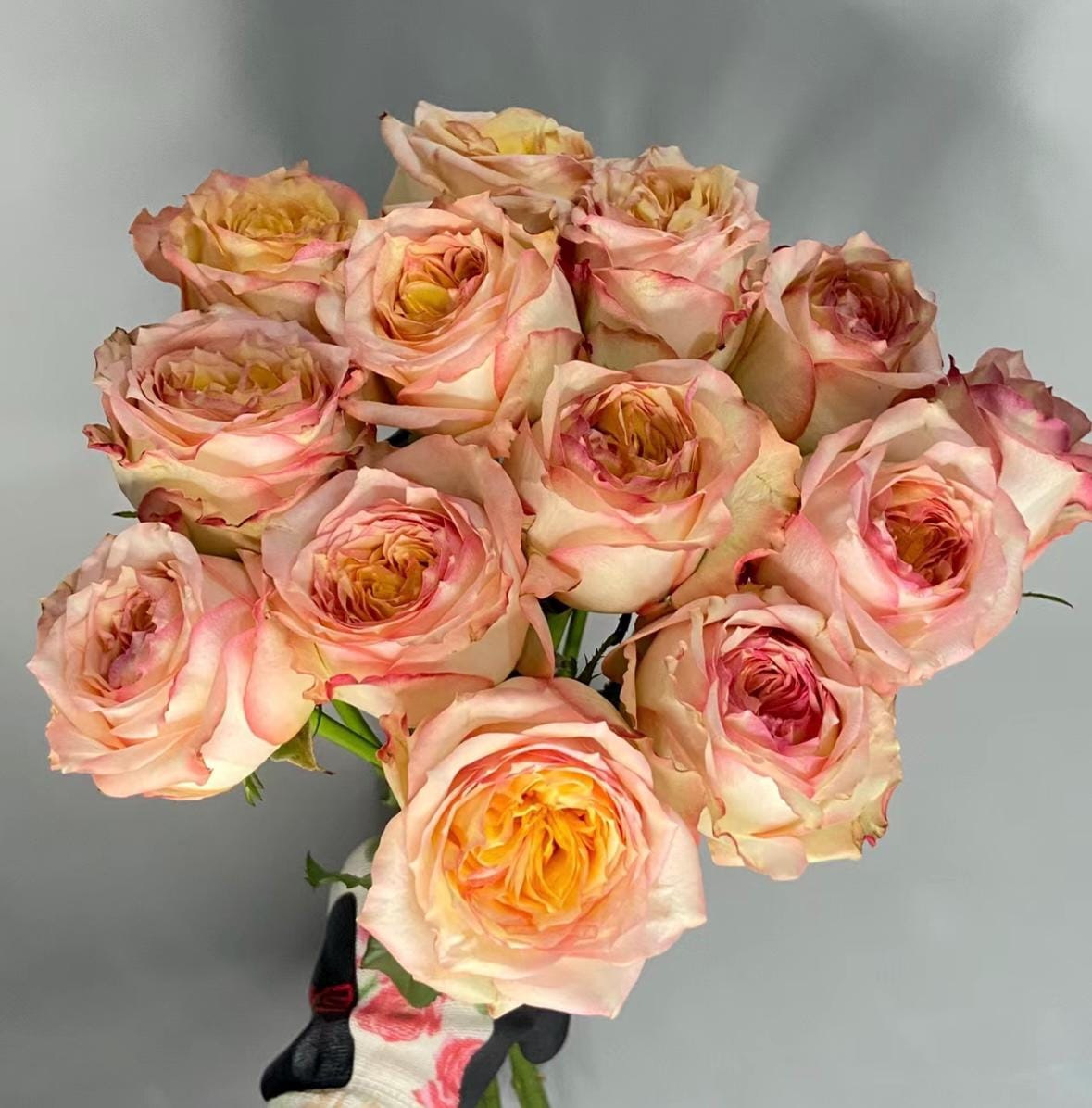 Rose “City Garden”城市花园Cut Roses Live Plant, 1 Gallon Ownroot