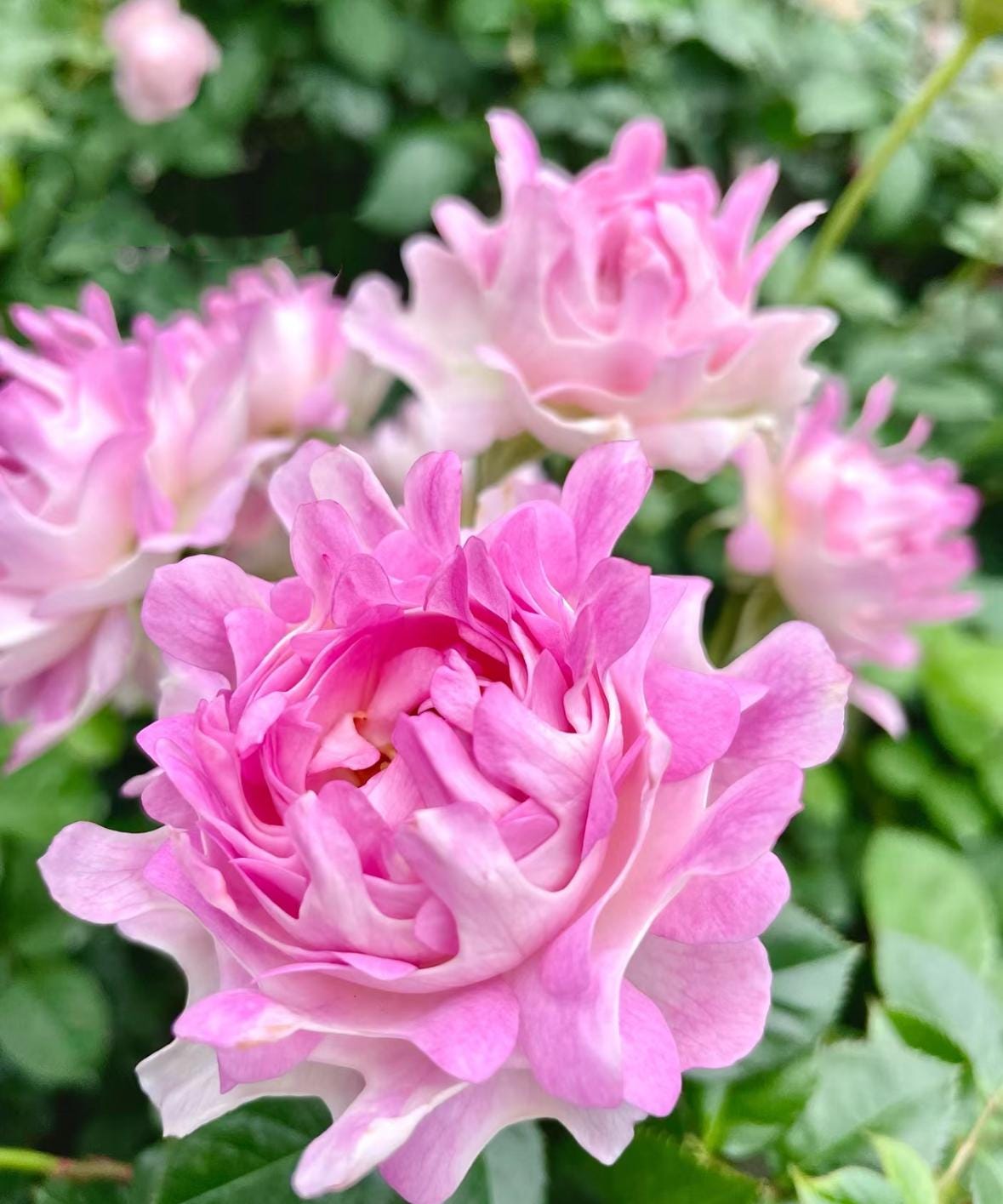 Rose “Sea Anemone” 海葵Rare Japanese Live Rose Shrub Plant, 1 Gallon