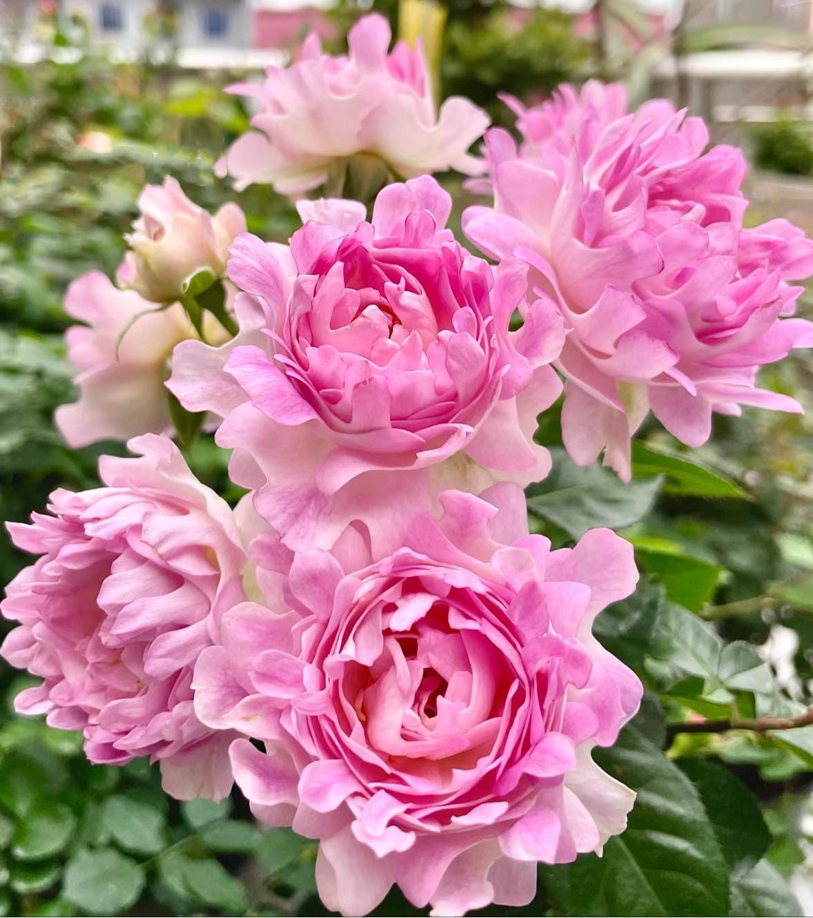 Rose “Sea Anemone” 海葵Rare Japanese Live Rose Shrub Plant, 1 Gallon