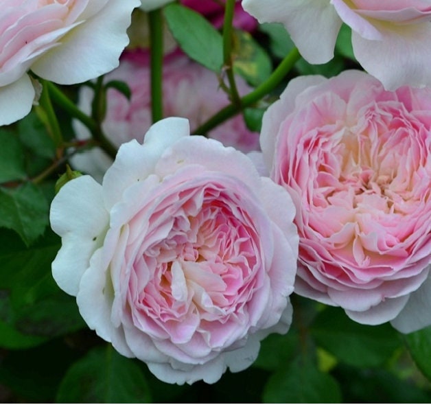 Rose "Malines" 梅克林花边/河本洋 Japanese Rose Live Plant, 2 Gallon