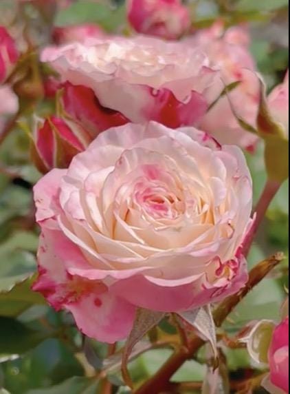 Rose “Reflex”折射Rare Cut Rose Live Shrub Plant, 1 Gallon