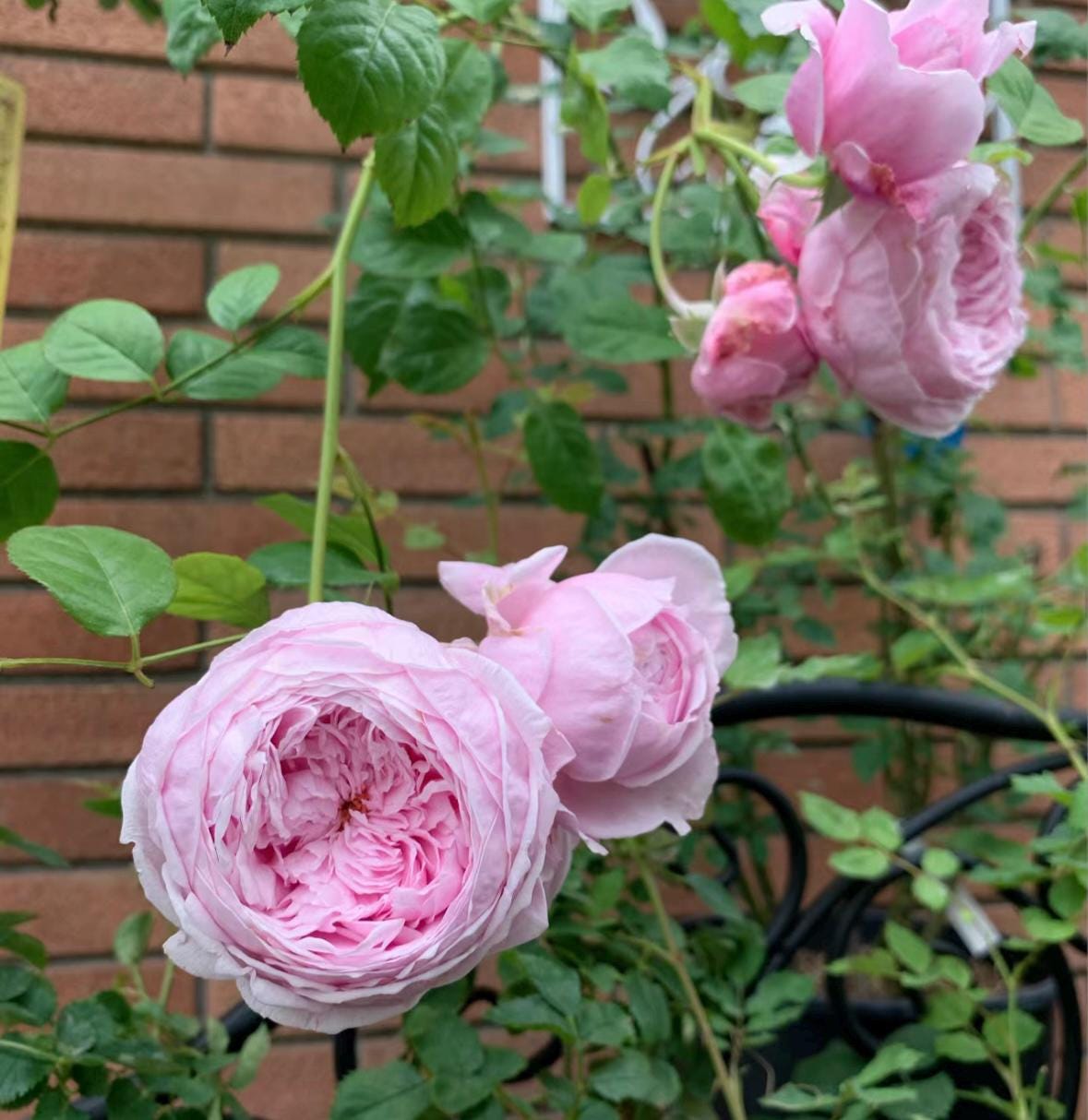 Rose “AUSbite” English Climbing Rose Plant, 1 Gallon Ownroot