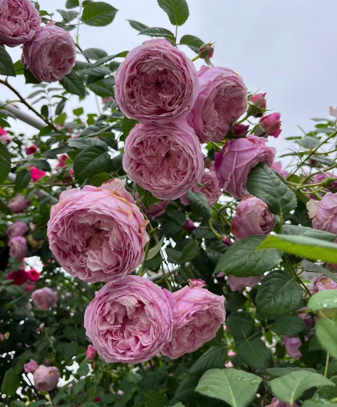 Rose “AUSbite” English Climbing Rose Plant, 1 Gallon Ownroot