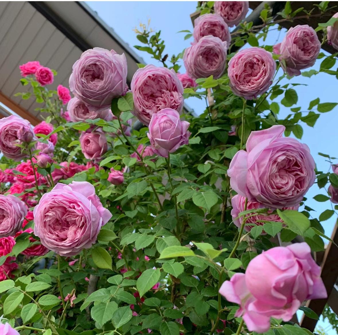 Rose “AUSbite” English Climbing Rose Plant, 1 Gallon Ownroot