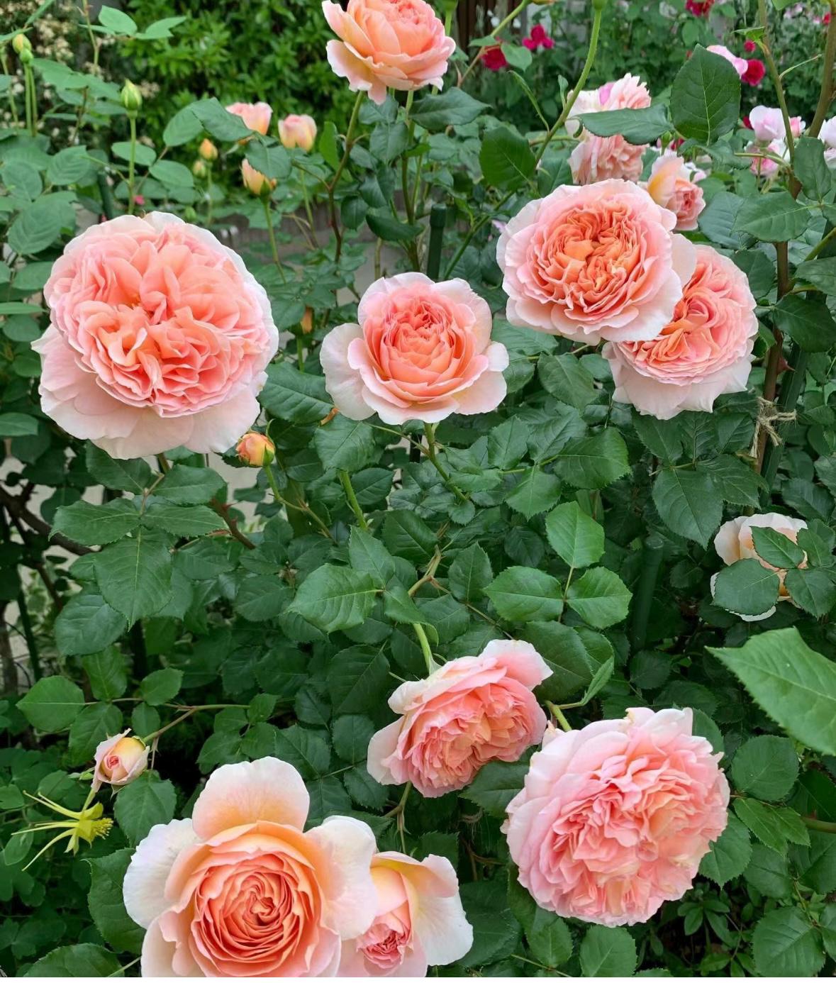 Rose “AUScot” English Climbing Rose Plant, 1 Gallon Ownroot