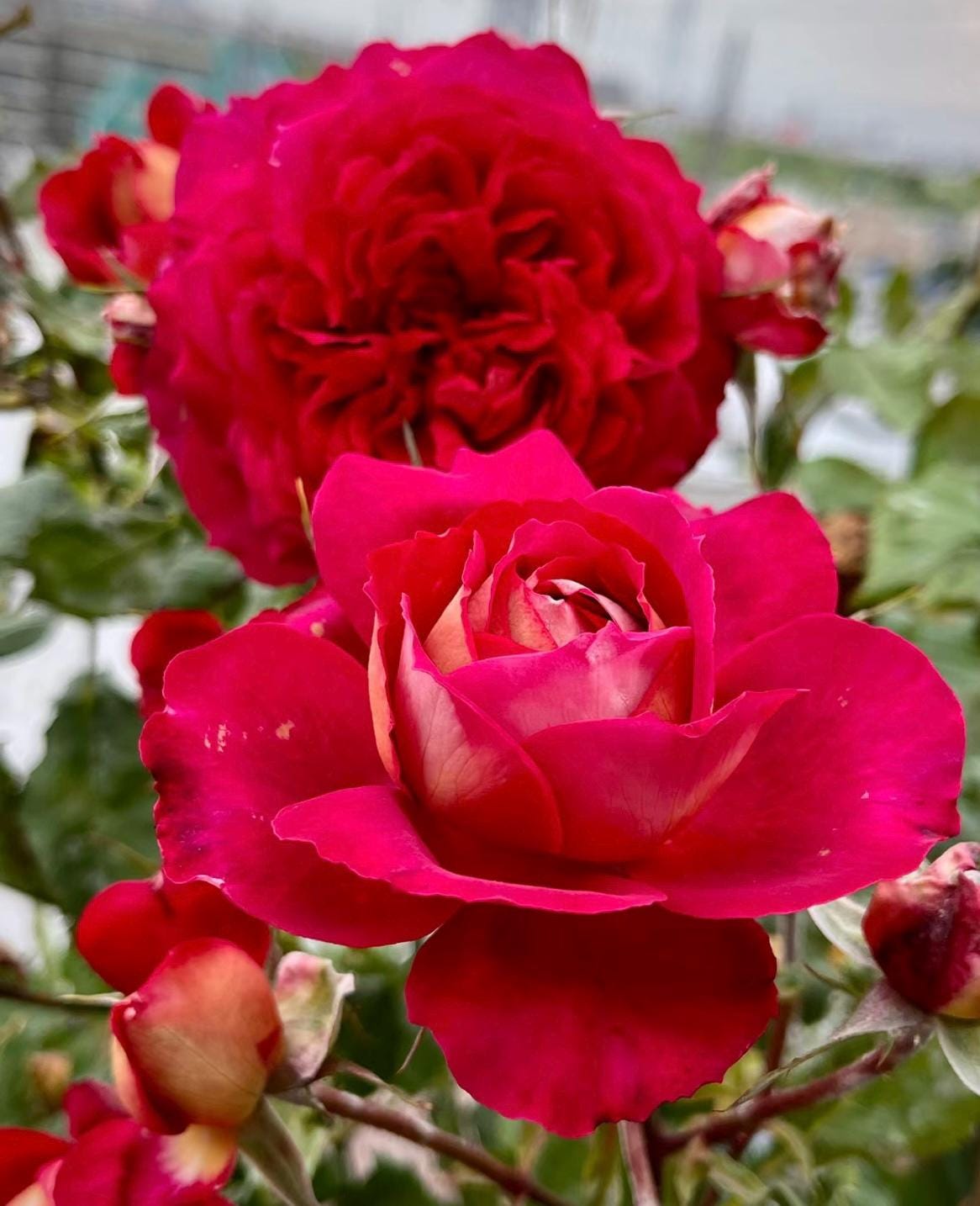 Rose“Dominique Massad”马萨德医生France Rose Strong Fragrance Live Shrub Plant, 1 Gallon