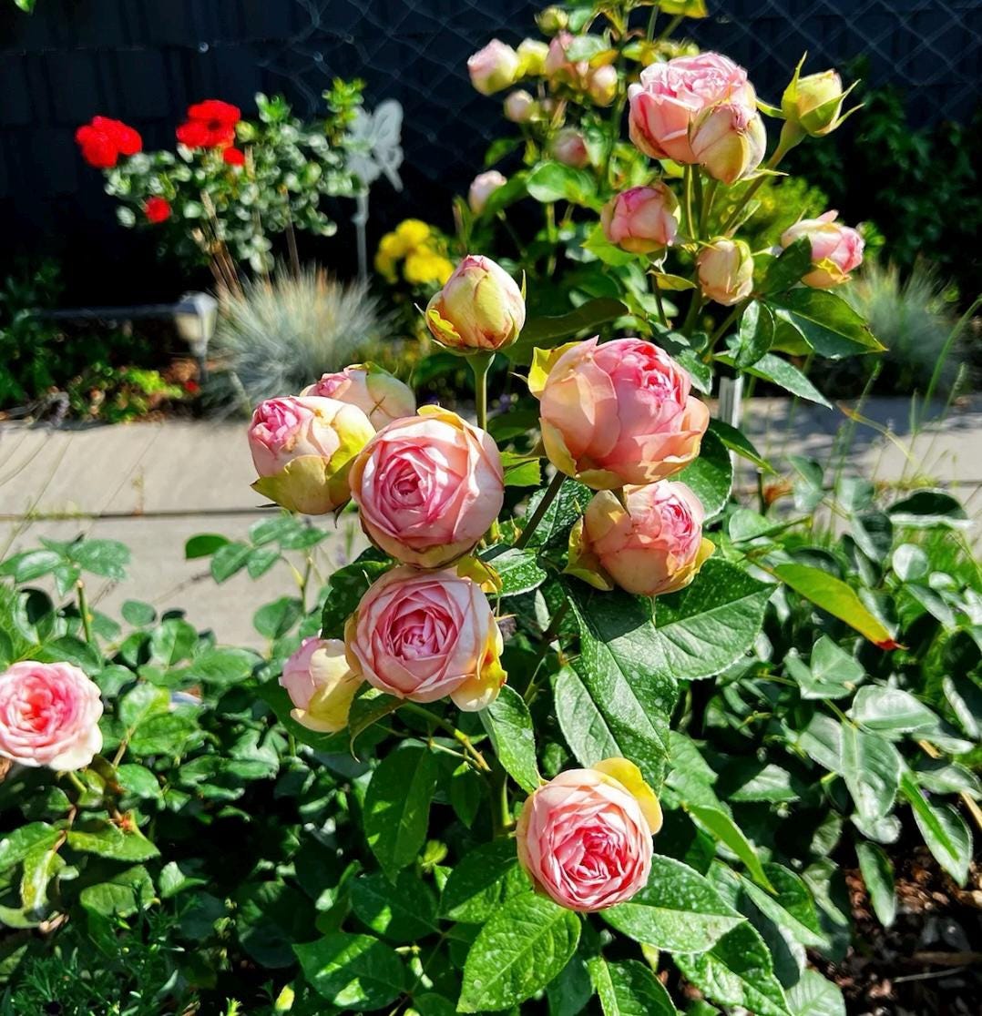 Pink Roses Cut Rose Live Plant Rare Color Shrub, 1 Gallon Ownroot