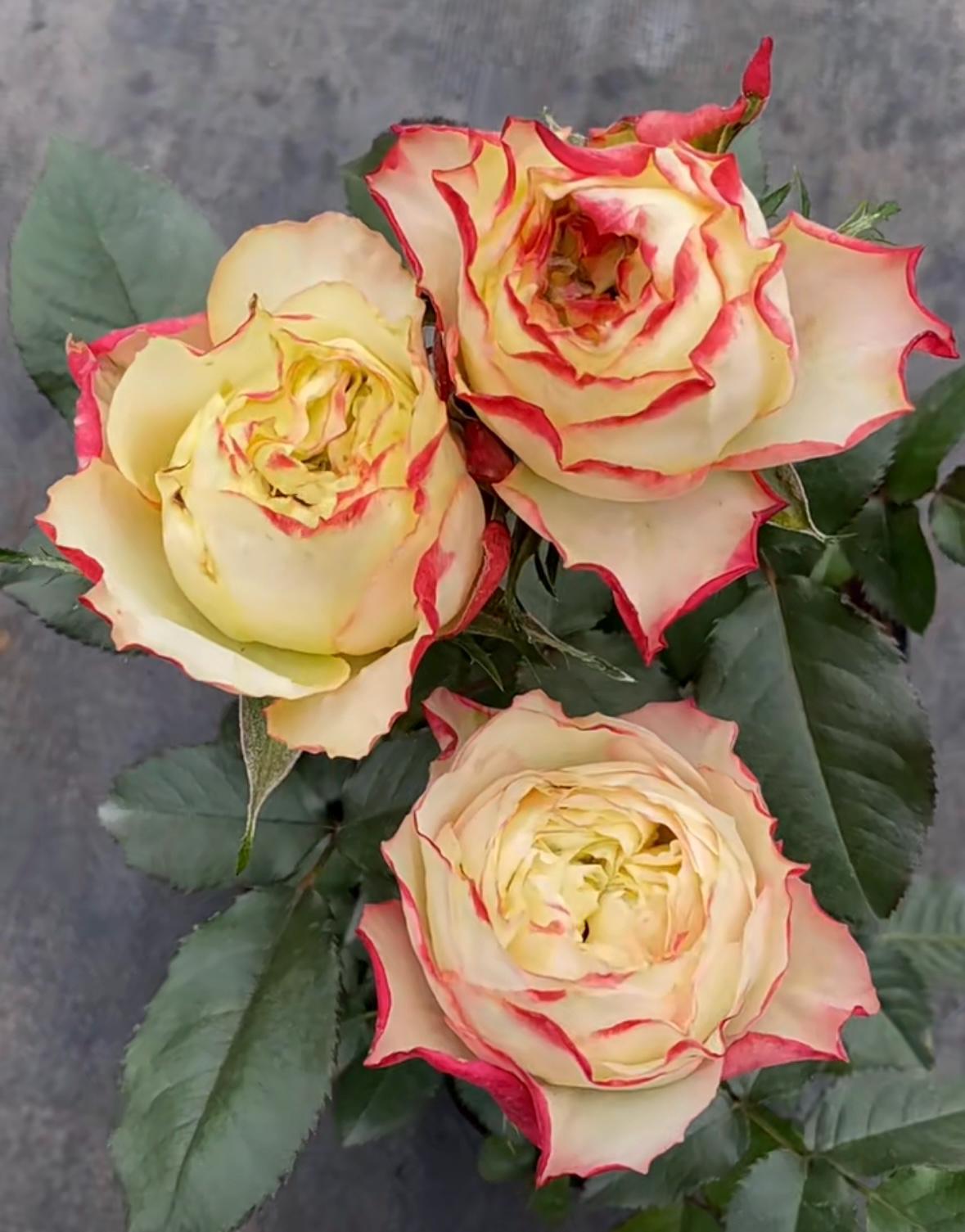 Rose “City Garden”城市花园Cut Roses Live Plant, 1 Gallon Ownroot