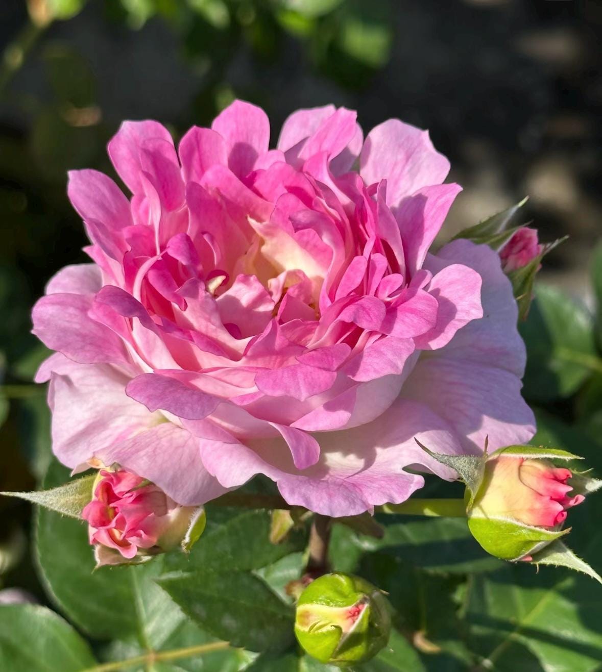 Rose “Sea Anemone” 海葵Rare Japanese Live Rose Shrub Plant, 1 Gallon