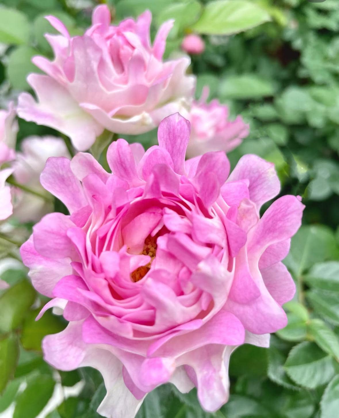 Rose “Sea Anemone” 海葵Rare Japanese Live Rose Shrub Plant, 1 Gallon