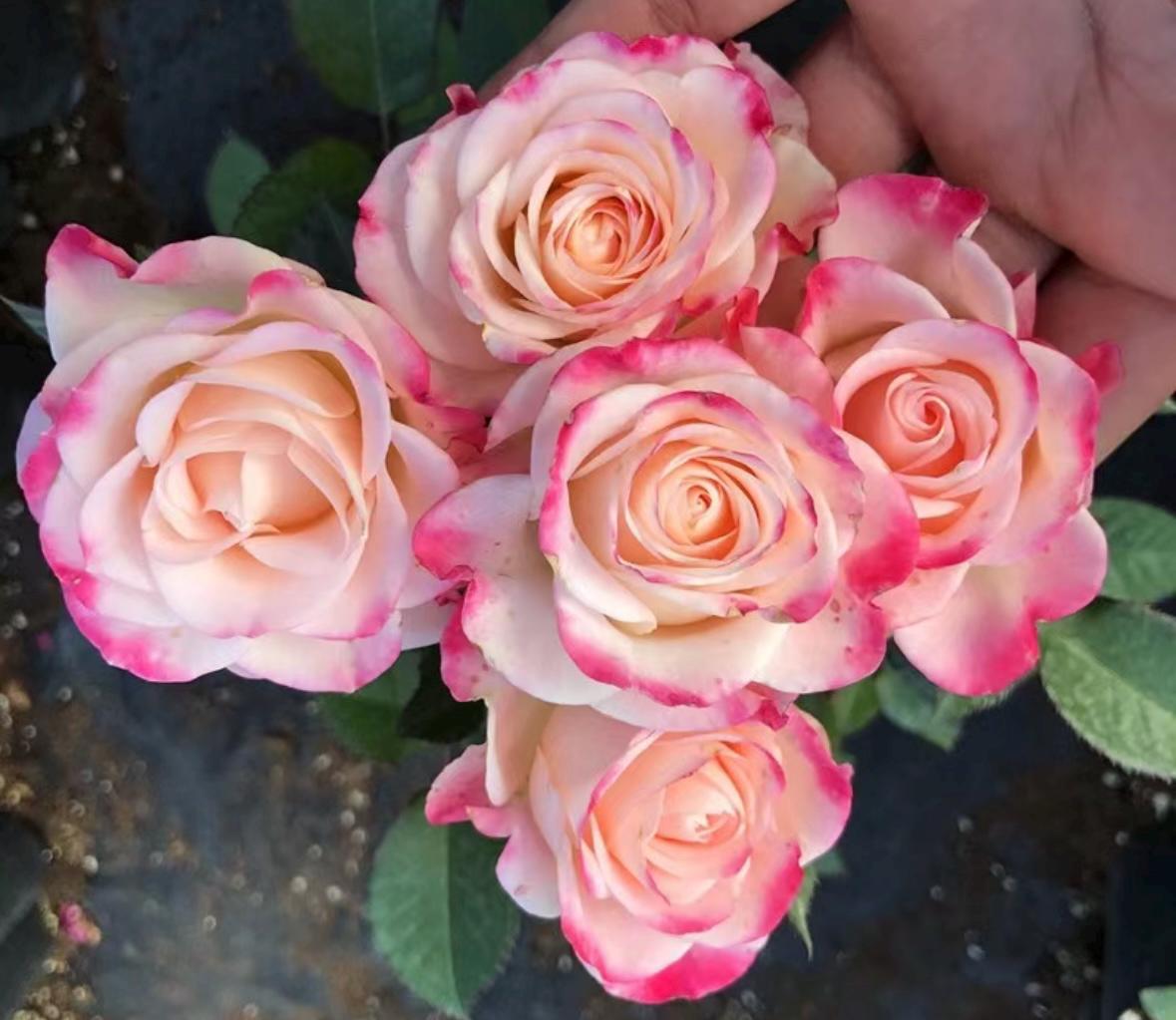 Rose “Reflex”折射Rare Cut Rose Live Shrub Plant, 1 Gallon