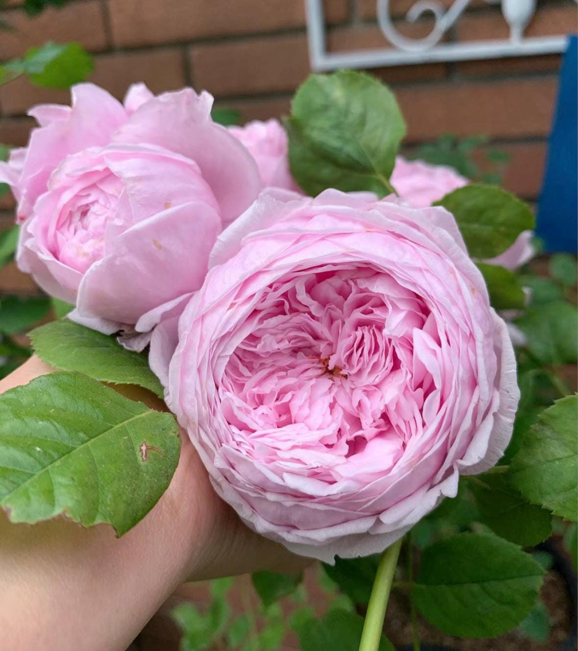 Rose “AUSbite” English Climbing Rose Plant, 1 Gallon Ownroot