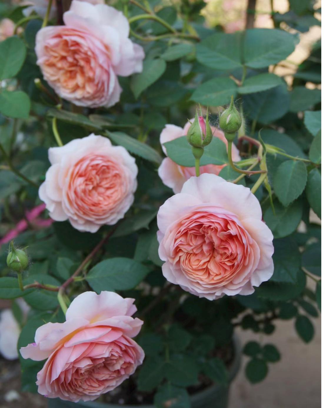 Rose “AUSwill” English Climbing Rose Plant, 1 Gallon Ownroot