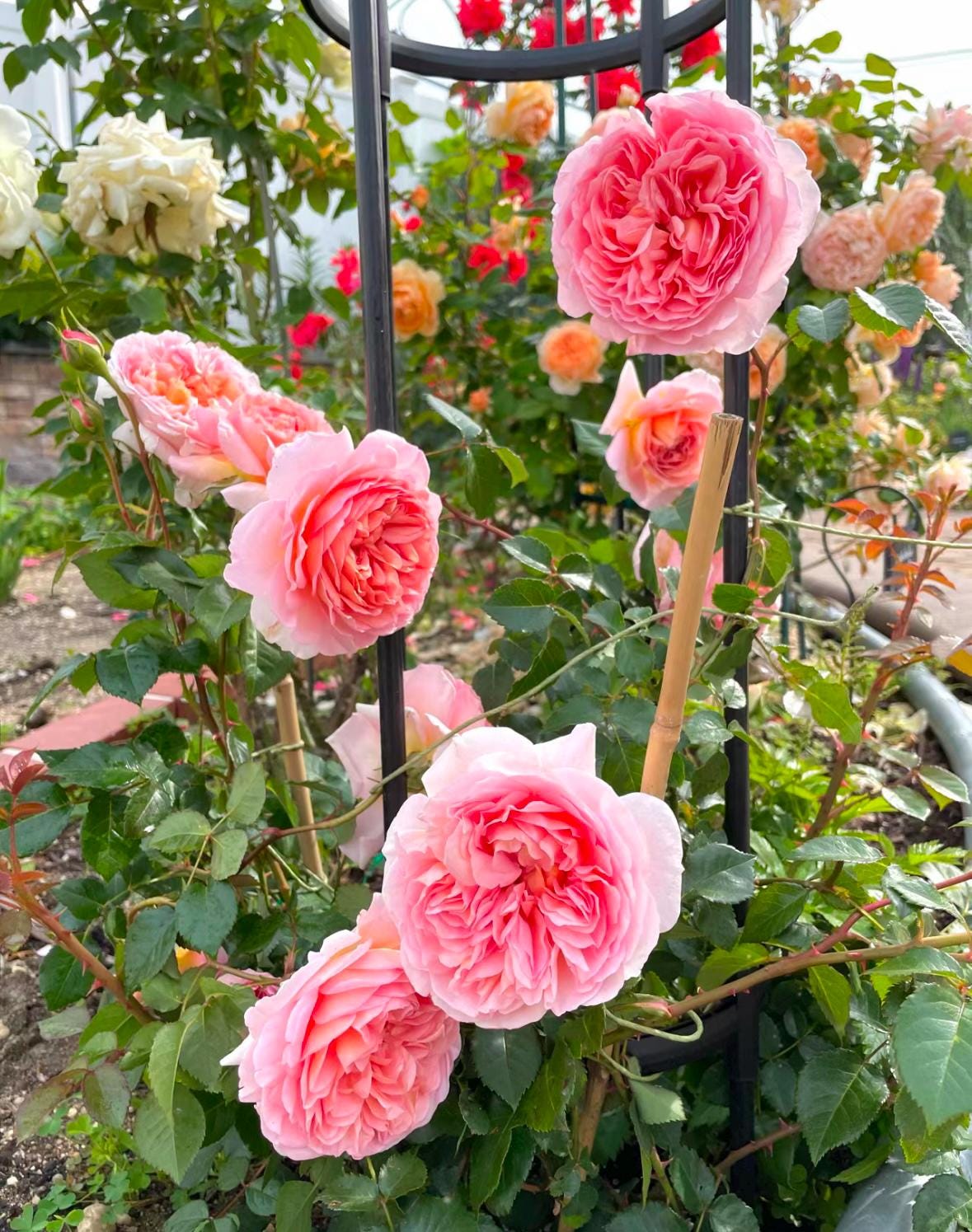 Rose “AUScot” English Climbing Rose Plant, 1 Gallon Ownroot