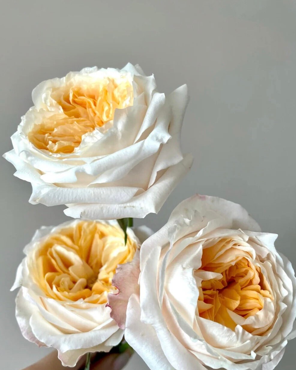 Rose ”Victorian Peach“ 维多利亚蜜桃VIP Rose Cut Flower Live Rose Shrub Plant, 1  Gallon